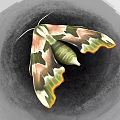 Vibrant Moth With Green Body And Pink Yellow Patterned Wings On Gray Background