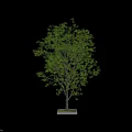 Two Green Trees Planted in Square Planters on White Background 3d model