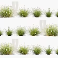 Various Green Grasses in Multiple Clumps with Different Forms Arranged Naturally 3d model