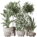 Modern Garden Decor With Various Green Plants In Different Planters And Arrangements