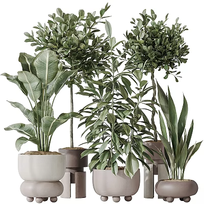 Modern Garden Decor With Various Green Plants In Different Planters And Arrangements 3d model