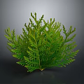 3D Rendered Green Fern Plant Showcasing Lush Feathery Leaves And Vibrant Foliage