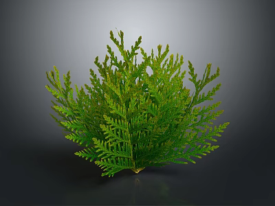 3D Rendered Green Fern Plant Showcasing Lush Feathery Leaves And Vibrant Foliage 3d model