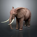 Realistic Elephant With Long Tusks Large Ears And Rough Skin On Dark Background