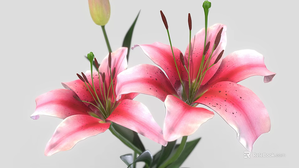 Fresh Blooming Pink Lilies with Green Stems Leaves and Unopened Bud 3d model 