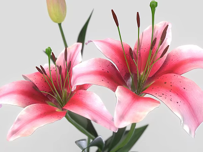 Fresh Blooming Pink Lilies with Green Stems Leaves and Unopened Bud 3d model