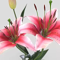 Fresh Blooming Pink Lilies with Green Stems Leaves and Unopened Bud
