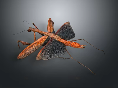 Brown Orange Mantis With Detailed Wing Structure And Long Legs On Dark Gray Background 3d model