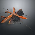 Brown Orange Mantis With Detailed Wing Structure And Long Legs On Dark Gray Background