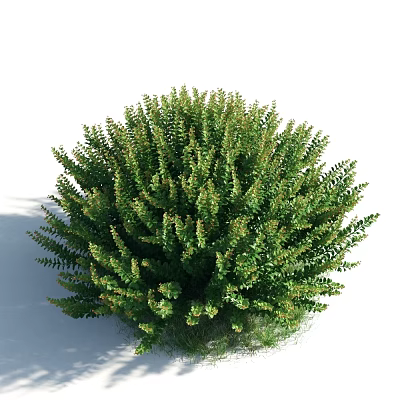 Lush Green Round Shaped Bonsai Plant With Dense Foliage And Healthy Growth 3d model