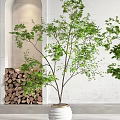 Potted Bonsai Plants With Lush Green Foliage In White Planters For Indoor Decor