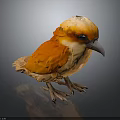 Vibrant Orange and Yellow Bird with White Head Feathers Standing on Dark Reflective Surface