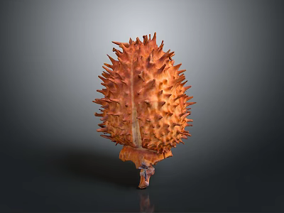 Fresh Spiky Durian Fruit with Brown Outer Shell and Tropical Ripe Appeal 3d model