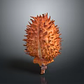 Fresh Spiky Durian Fruit with Brown Outer Shell and Tropical Ripe Appeal