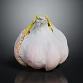 Fresh Garlic Bulb with Papery Skin and Green Shoots on Black Reflective Surface