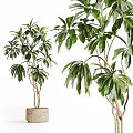 Bonsai Potted Plant With Green Leaves And Branchy Trunk In Ceramic Pot