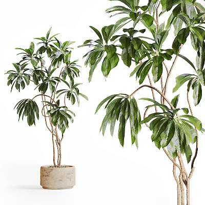 Bonsai Potted Plant With Green Leaves And Branchy Trunk In Ceramic Pot 3d model