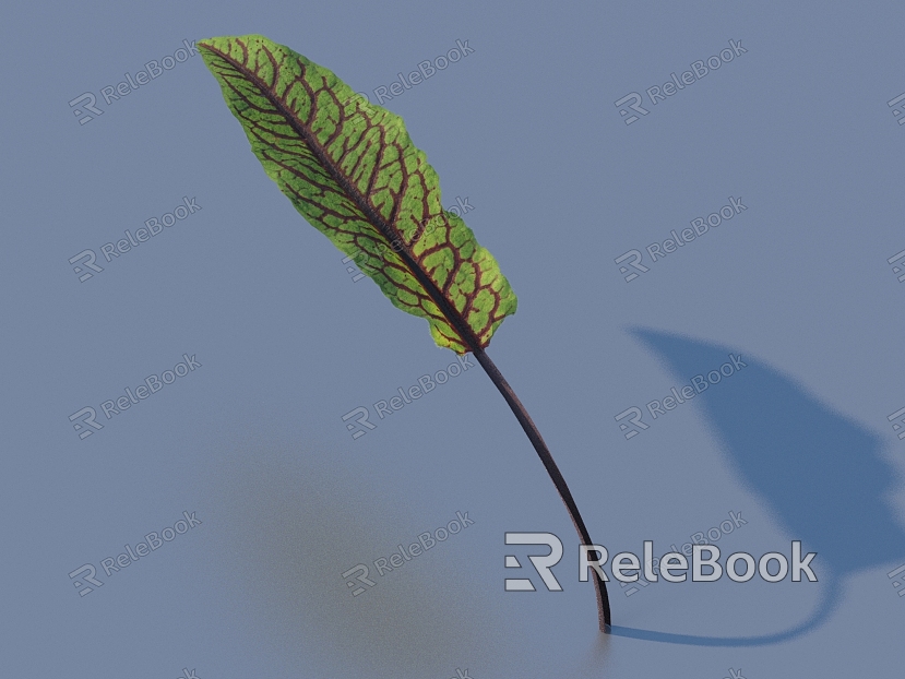 vegetable leaf food model