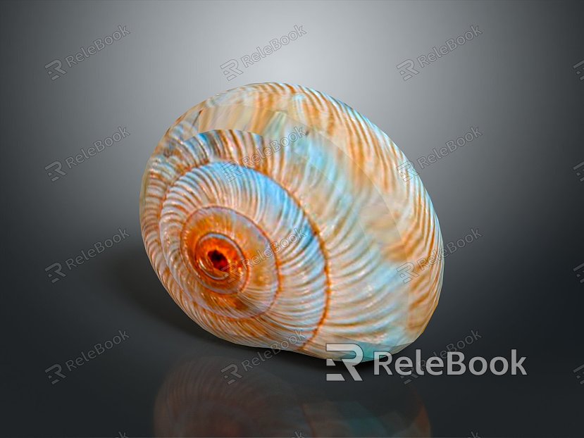 conch bone snail snail field snail shellfish marine animal fish freshwater fish marine fish animal model