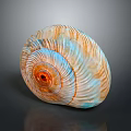 Aquatic Animal Vibrant Orange And Blue Striped Spiral Seashell With Glossy Texture
