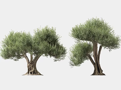 Lush Foliage Arbor Trees With Thick Trunks And Exposed Root Systems 3d model