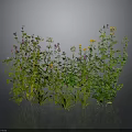 Natural Herb Plants with Pink Yellow White Flowers and Green Stems