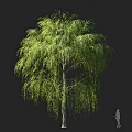 Lush Weeping Willow Tree With Green Cascading Branches And Small Silhouette