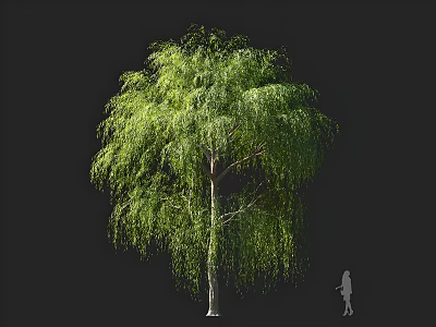 Lush Weeping Willow Tree With Green Cascading Branches And Small Silhouette 3d model