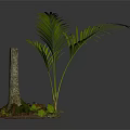 Lush Palm Plant with Tree Trunk Small Green Plants Moss and Brown Ground Cover