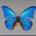 Vibrant Blue Butterfly With Orange Wing Patterns And Reflection On Gray Background 3d model