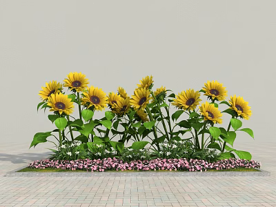 Vibrant yellow sunflowers with green leaves and pink flowers on brick floor against gray wall 3d model