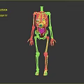 3D Human Skeleton Model Showing Internal Organs Like Heart Stomach And Intestines