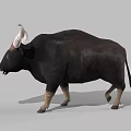 Realistic Black Bull With Large Curved Horns Standing On Gray Background