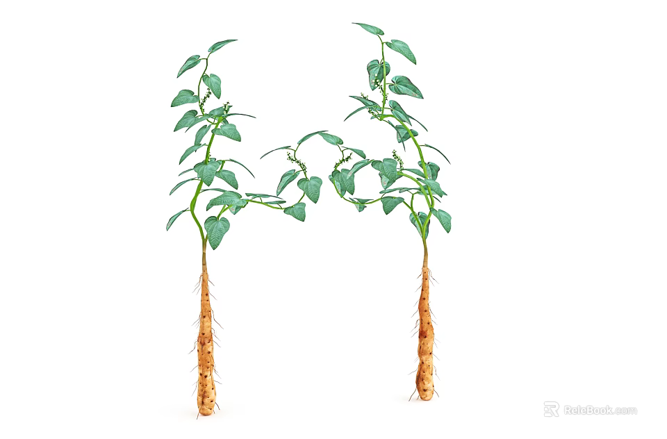 Green Leafy Vining Plants With Brown Roots Twisted Together On White Background 3d model 