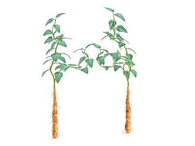 Green Leafy Vining Plants With Brown Roots Twisted Together On White Background 3d model