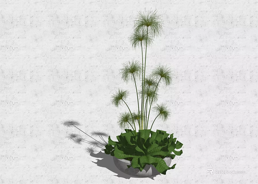 Modern Minimalist Potted Plant With Tall Slender Stems And Feathery Leaves In White Pot 3d model 