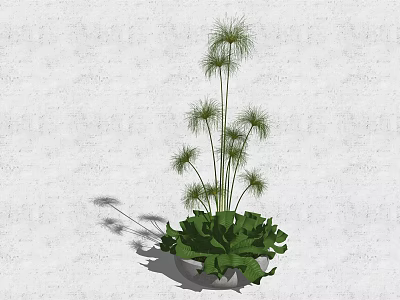 Modern Minimalist Potted Plant With Tall Slender Stems And Feathery Leaves In White Pot 3d model