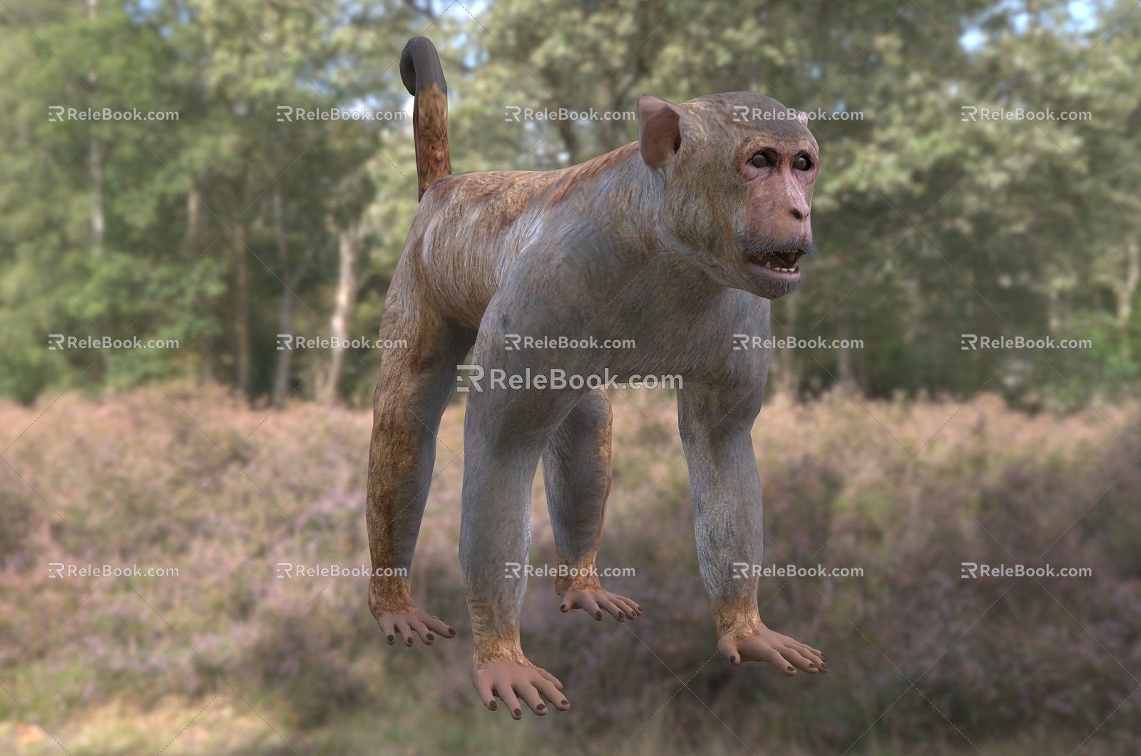 Modern macaque Rhesus monkey monkey monkey monkey yellow monkey monkey old green monkey Guangxi monkey animal creatures 3d model