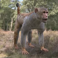 Modern macaque Rhesus monkey yellow monkey old green monkey Guangxi monkey animal creatures 3d model