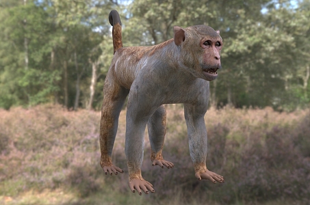 Modern macaque Rhesus monkey yellow monkey old green monkey Guangxi monkey animal creatures 3d model