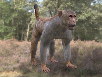 Modern macaque Rhesus monkey yellow monkey old green monkey Guangxi monkey animal creatures 3d model