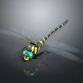 Green Eyed Dragonfly With Yellow And Black Striped Body And Transparent Wings On Dark Background