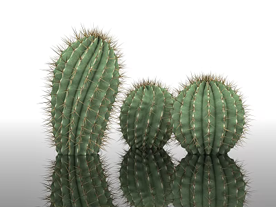 cactus cactus ball barreled cactus desert plant windbreak sand control dry land arid plant landscape potted plant decoration garden city greening 3d model