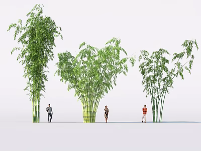 Tall Bamboo Plants With Green Leaves And Yellow Striped Stems Near People On White Background 3d model