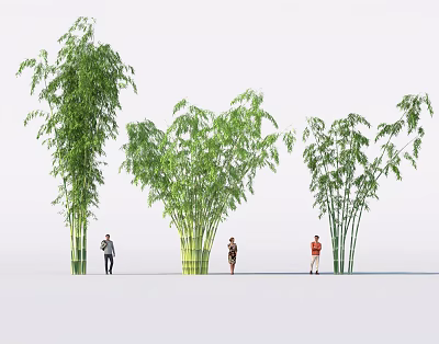 Tall Bamboo Plants With Green Leaves And Yellow Striped Stems Near People On White Background 3d model