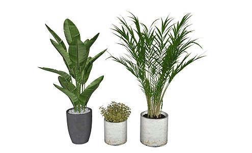 Modern potted plant ornaments 3d model