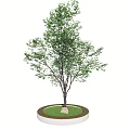 Arbor With Green Leaves In Circular Planter With White Edge Green Grass And Stone