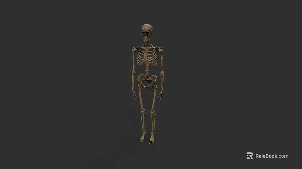 Detailed Game Movie Skeleton Character With Realistic Bone Structure And Pose 3d model 