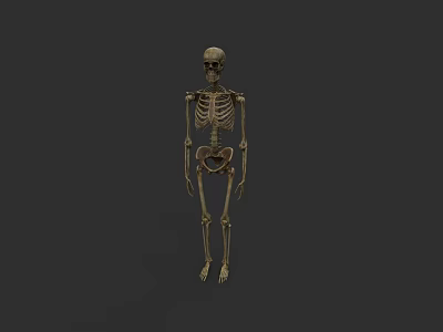 Detailed Game Movie Skeleton Character With Realistic Bone Structure And Pose 3d model