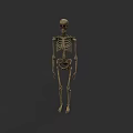 Detailed Game Movie Skeleton Character With Realistic Bone Structure And Pose